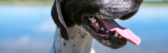 Har Min Hund Tandköttssjukdom?