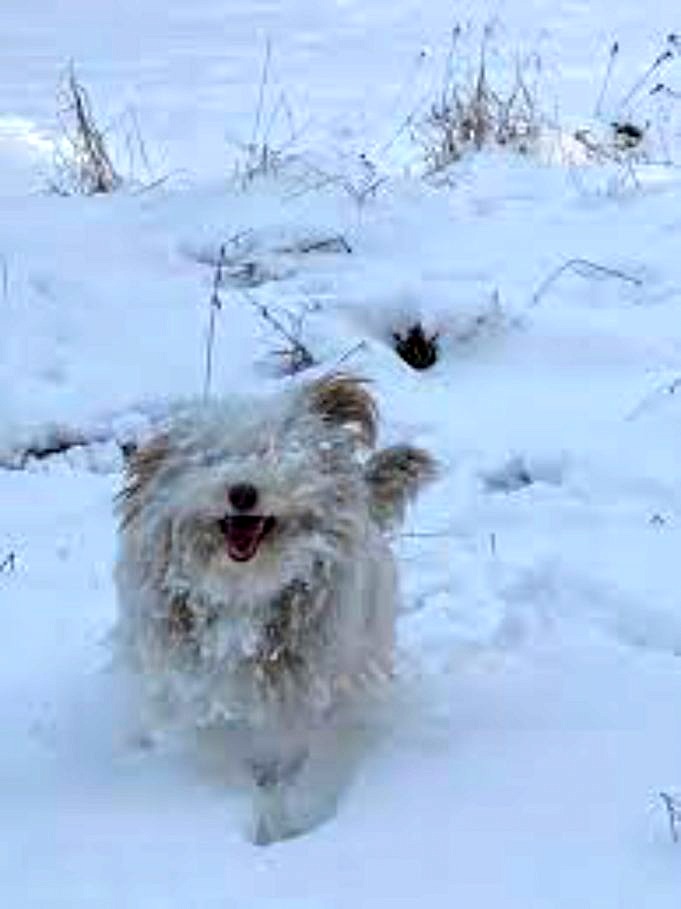 Ska Små Hundar Ha Tröjor På Vintern?Det Stinker!